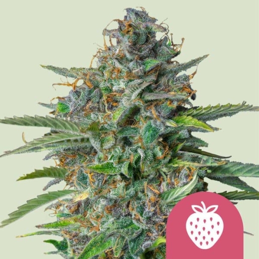 Strawberry Cough Photo (Photoperiodic Sativa)